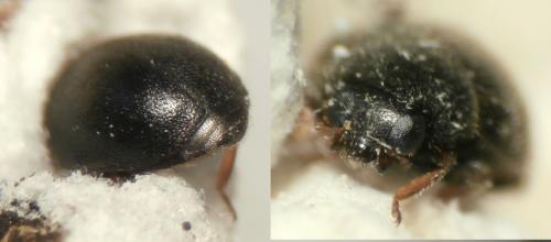 Scymnus rubromaculatus